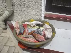VEHGAN