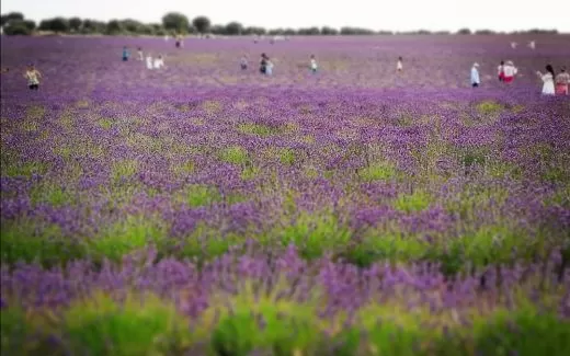 Lavanda