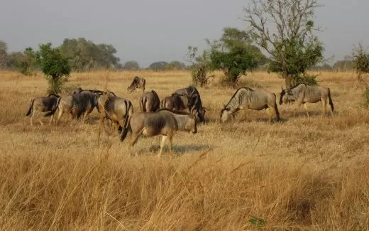 Sabana en Africa, Mikumi