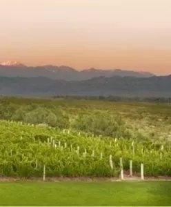 Finca de viñedos en Mendoza