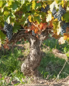 Viñedo uva Malbec, en Argentina