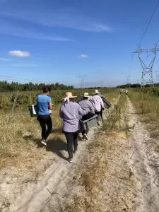 Plena vendimia en Cía das Lezírias