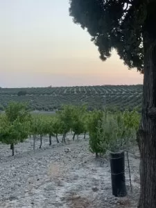 Viñedos de Moriles
