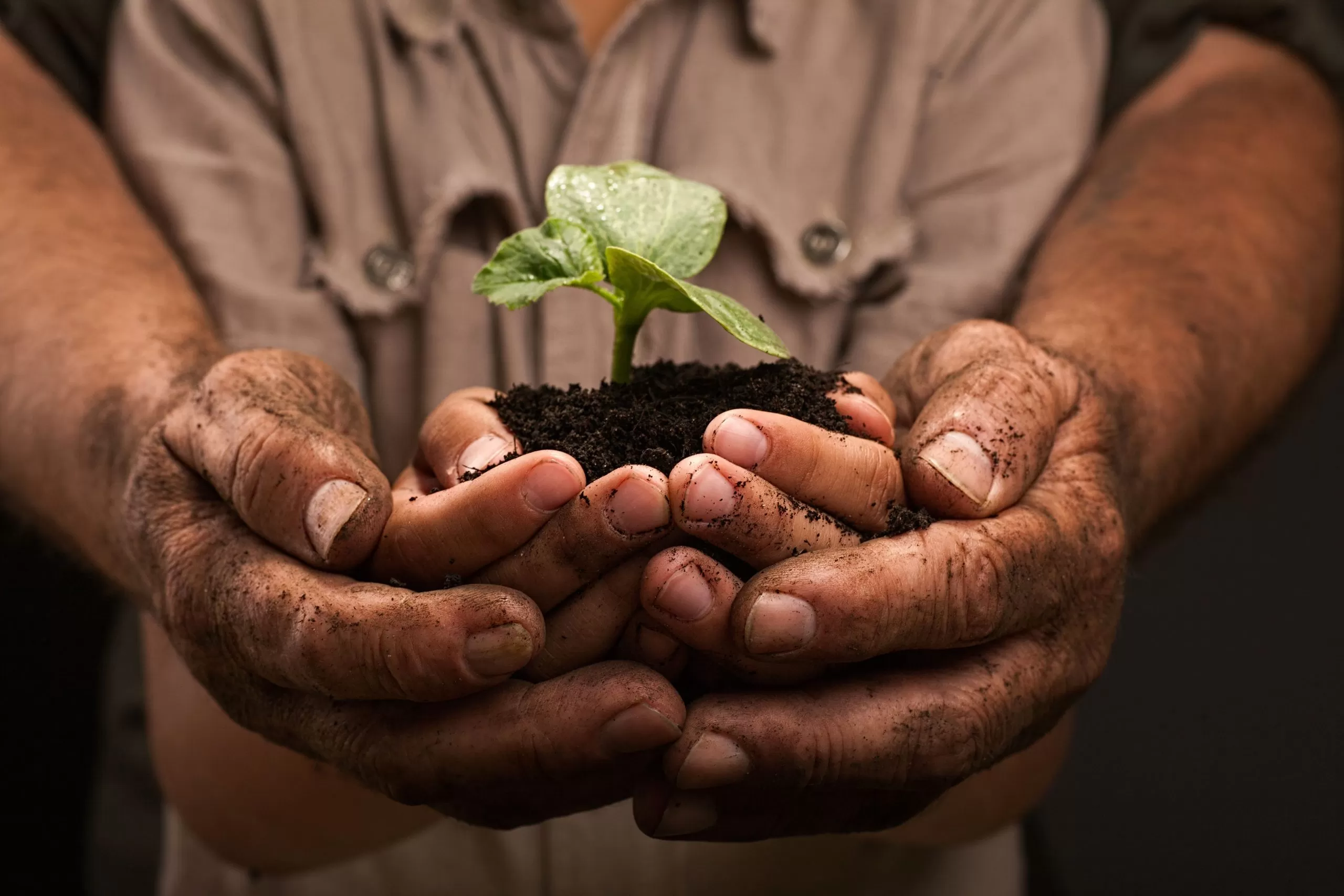 Manos con una planta