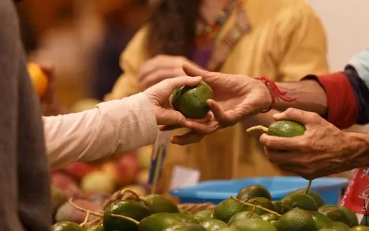 Manos cogiendo aguacates