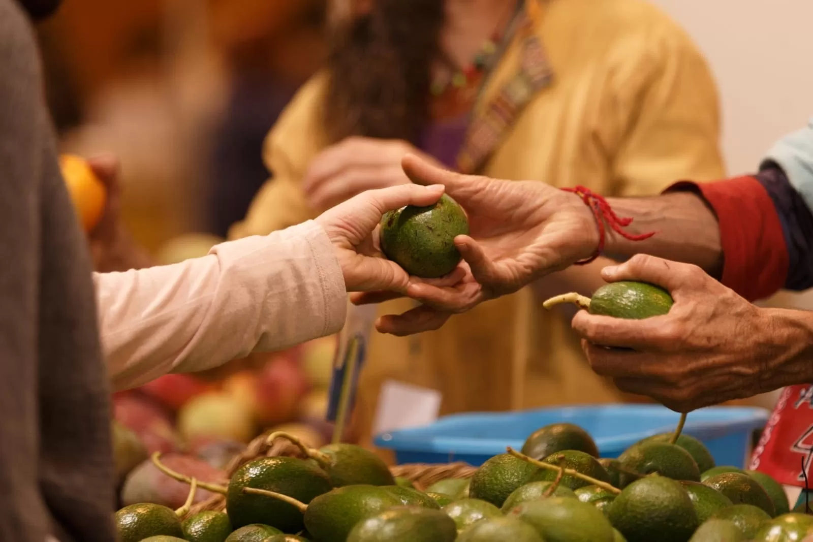 Manos cogiendo aguacates