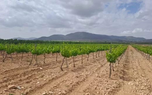 Fondillón , Bodega Santa Catalina